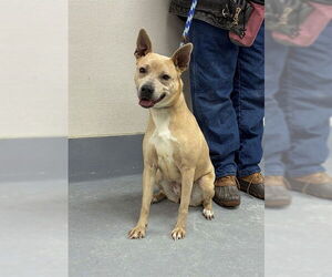 Labrador Retriever-Unknown Mix Dogs for adoption in Louisville, KY, USA