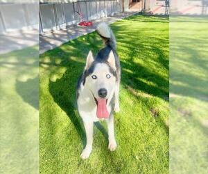 Siberian Husky-Unknown Mix Dogs for adoption in Riverside, CA, USA