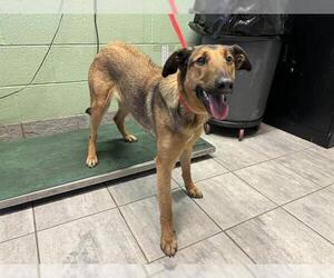 German Shepherd Dog-Unknown Mix Dogs for adoption in Grand Prairie, TX, USA
