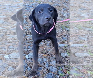 Labrador Retriever-Unknown Mix Dogs for adoption in Wetumpka, AL, USA