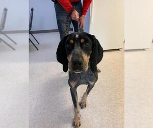 Bluetick Coonhound Dogs for adoption in Harrisville, WV, USA