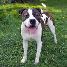 American Bulldog Dogs for adoption in Livonia, MI, USA