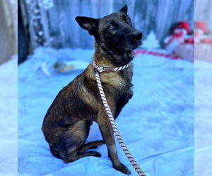 Medium Photo #1 Mutt Puppy For Sale in Long Beach, CA, USA