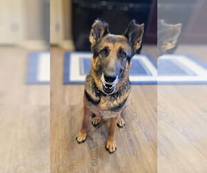 German Shepherd Dog Dogs for adoption in Gretna, NE, USA