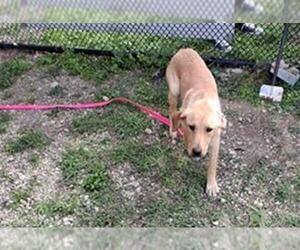 Labrador Retriever Dogs for adoption in San Antonio, TX, USA