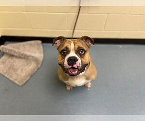 Bulldog Dogs for adoption in Denver, CO, USA