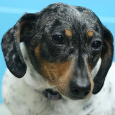 Dachshund Dogs for adoption in Estherville, IA, USA