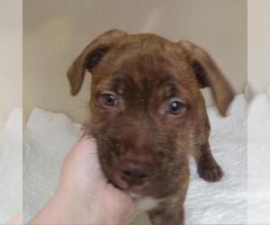 Medium Photo #1 Dachshund Puppy For Sale in Zanesville, OH, USA