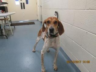 English Foxhound Dogs for adoption in West Palm Beach, FL, USA