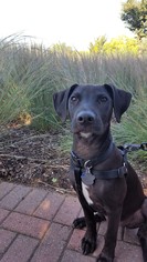 Labrador Retriever-Staffordshire Bull Terrier Mix Dogs for adoption in St. Bonifacius, MN, USA