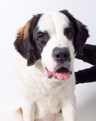 Saint Bernard Dogs for adoption in West Hollywood, CA, USA