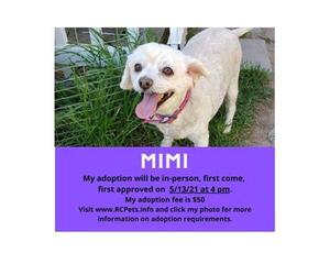 Poodle (Miniature) Dogs for adoption in Rancho Cucamonga, CA, USA