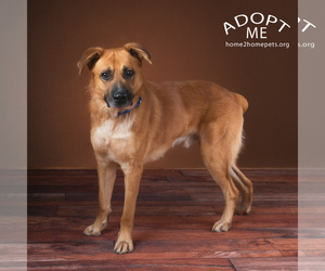 Anatolian Shepherd-Labrador Retriever Mix Dogs for adoption in Denver, CO, USA
