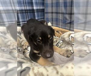 German Shepherd Dog Dogs for adoption in Rosenberg, TX, USA