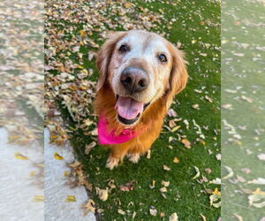 Golden Retriever-Unknown Mix Dogs for adoption in OKLAHOMA CITY, OK, USA