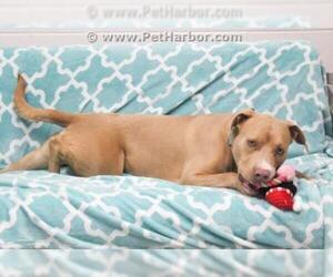 American Pit Bull Terrier Dogs for adoption in Grasswood, Saskatchewan, Canada