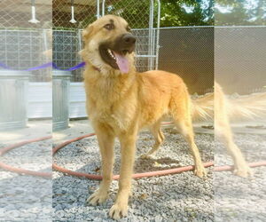 German Shepherd Dog-Unknown Mix Dogs for adoption in Westwood, NJ, USA