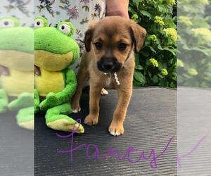 Chi-Corgi Dogs for adoption in Fayetteville, GA, USA