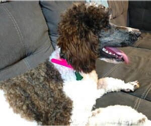 Poodle (Standard) Dogs for adoption in Princeton, MN, USA