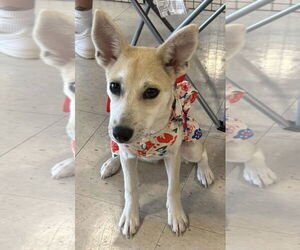 Carolina Dog-Chihuahua Mix Dogs for adoption in Sanford, FL, USA
