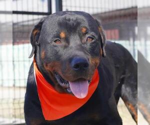 Rottweiler Dogs for adoption in San Antonio, TX, USA