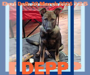 German Shepherd Dog Dogs for adoption in Sebec, ME, USA