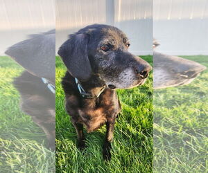 Labrador Retriever-Unknown Mix Dogs for adoption in Germantown, OH, USA