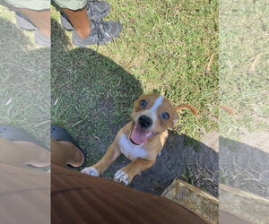 Jack Russell Terrier Dogs for adoption in Sanford, FL, USA