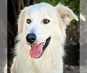 Great Pyrenees-white german shepherd Mix Dogs for adoption in Albuquerque, NM, USA