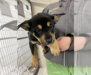 Airedale Terrier-Unknown Mix Dogs for adoption in Fairbanks, AK, USA