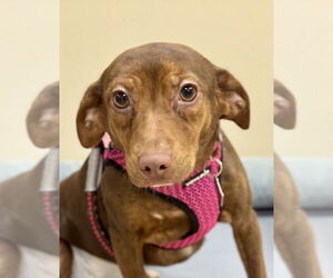 Beagle-Unknown Mix Dogs for adoption in Mundelein, IL, USA