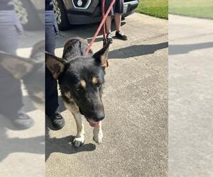 German Shepherd Dog Dogs for adoption in Stockton, CA, USA