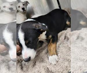 Mutt Dogs for adoption in San Antonio, TX, USA