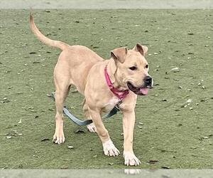 Mutt Dogs for adoption in Martinez, CA, USA