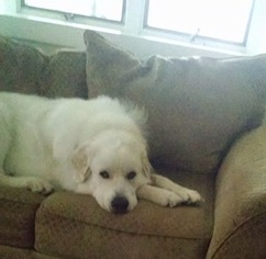 Great Pyrenees Dogs for adoption in Rockaway, NJ, USA