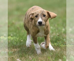 Plott Hound-Unknown Mix Dogs for adoption in Mechanicsburg, PA, USA