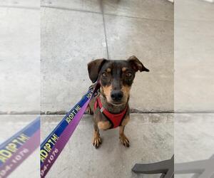 Miniature Pinscher-Unknown Mix Dogs for adoption in Mission Viejo, CA, USA