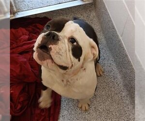 Bulldog Dogs for adoption in Houston, TX, USA