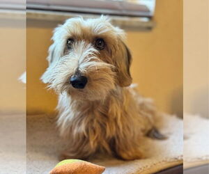 Dachshund Dogs for adoption in Weston, FL, USA