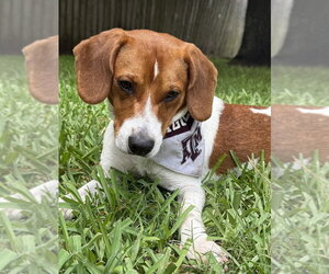 Beagle Dogs for adoption in Lakewood, CO, USA