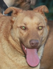 Labrador Retriever-Unknown Mix Dogs for adoption in Pipestem, WV, USA