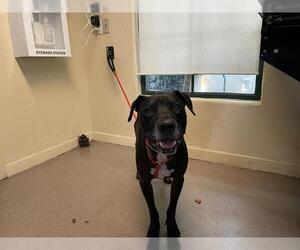 American Pit Bull Terrier-Unknown Mix Dogs for adoption in Pasadena, CA, USA