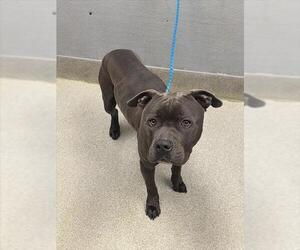 Mutt Dogs for adoption in Las Vegas, NV, USA