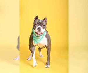 American Staffordshire Terrier Dogs for adoption in Fort Lauderdale, FL, USA