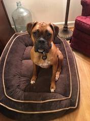 Boxer Dogs for adoption in Gilbertsville, PA, USA