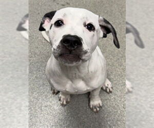 Lab-Pointer Dogs for adoption in Palmetto, FL, USA