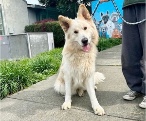 Pyrenees Husky Dogs for adoption in Santa Rosa, CA, USA
