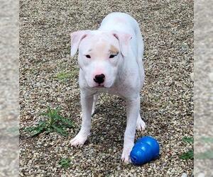 American Pit Bull Terrier Dogs for adoption in Canfield, OH, USA