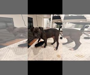 American Pit Bull Terrier-Unknown Mix Dogs for adoption in Rockaway, NJ, USA
