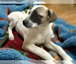 Box heeler Dogs for adoption in Tulsa, OK, USA
